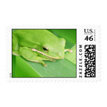 Picture of a Tree Frog Postage Stamp
