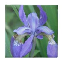 Picture of an Iris  Trivet tiles