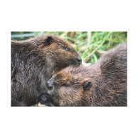 Picture of Beavers Grooming Gallery Wrap Canvas