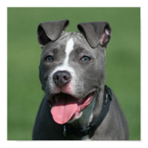 Picture of Blue Pitbull Puppy posters by chrisjo88 Picture of Blue Pitbull Puppy posters