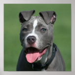 Picture of Blue Pitbull Puppy Print