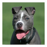 Picture of Blue Pitbull Puppy posters