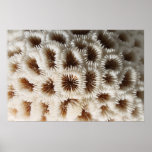 Picture of Coral. Posters