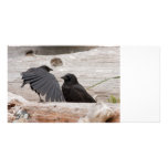 Picture of Crows Photo Card Template