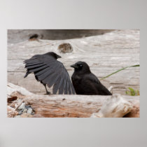Picture of Crows Poster