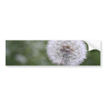 Picture Of Dandelion Bumper Sticker
