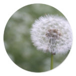 Picture Of Dandelion Round Sticker