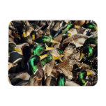 Picture of Ducks in a Crowd Magnets