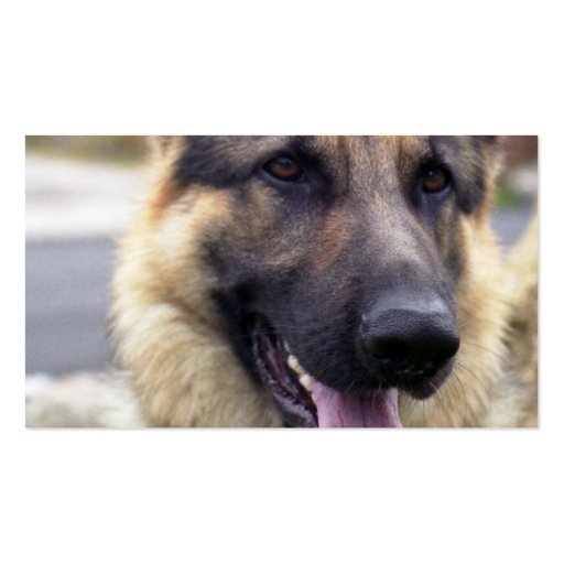 Picture of German Shepherd Business Card (back side)