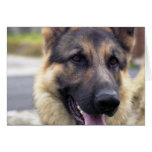 Picture of German Shepherd  Greeting Card