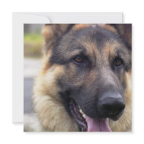 Picture of German Shepherd Invitations