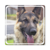 Picture of German Shepherd  Magnet