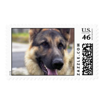 Picture of German Shepherd Postage Stamp