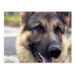 Picture of German Shepherd  Postcard
