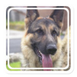 Picture of German Shepherd  Stickers stickers