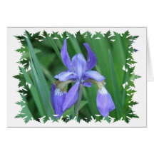 Picture of Iris Greeting Card