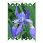 Picture of Iris Greeting Card