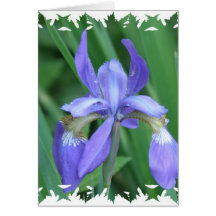 Picture of Iris Greeting Card