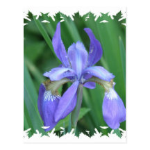 Picture of Iris Postcard