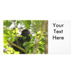 Picture of Monkey Eating Photo Cards
