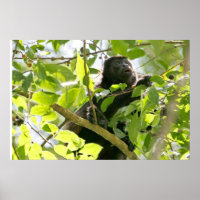 Picture of Monkey with Mouth Open Posters