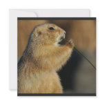 Picture of Prairie Dog Invitation