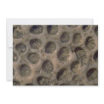 Picture of Sea shells, Trinidad Personalized Invitations