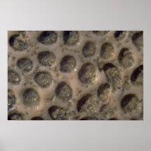Picture of Sea shells, Trinidad Poster