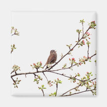 Picture of Sparrow Singing in Flowering Tree Fridge Magnets
