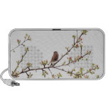 sparrow,bird,sparrows,sparrow pictures,sparrow