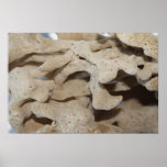Picture of Sponge. Print