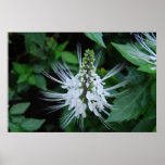 Picture of White Flowers Poster