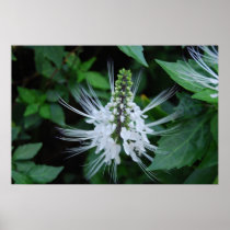 Picture of White Flowers posters