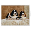 Picture Perfect Cute Puppies cards by mickeyelvis128 Picture Perfect Cute Puppies cards