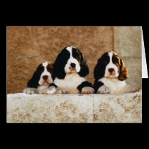 Picture Perfect Cute Puppies cards