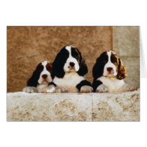 Picture Perfect Cute Puppies cards by mickeyelvis128 Picture Perfect Cute Puppies cards