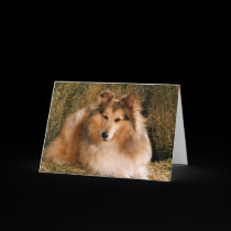 Picture Perfect Cute Puppy Dog cards
