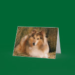 Picture Perfect Cute Puppy Dog cards