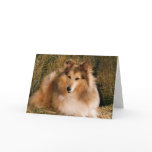 Picture Perfect Cute Puppy Dog cards