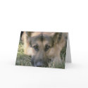 Picture Perfect Cute Puppy Dog cards by mickeyelvis128 Picture Perfect Cute Puppy Dog cards