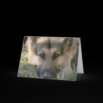 Picture Perfect Cute Puppy Dog cards