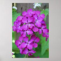 Pictures of Purple Flowers posters