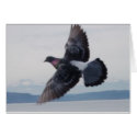 pidgeon in flight cards