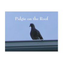 Pidgie on the Roof Postcard