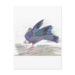 Pidgie Pigeon of the Pidgie Fund