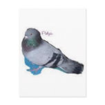 Pidgie The Pidgie Fund Pigeon postcards
