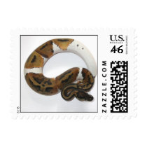 piebald ball python postage
