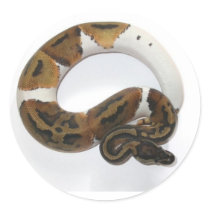 piebald ball python stickers by snakegirl123427 piebald ball python stickers