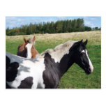 Piebald & Chestnut Horses Postcards postcards