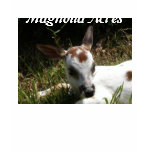 wildlife rescue, piebald fawn, deer, white, fawn,
